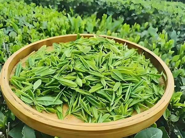 科学泡茶公式｜3 个参数泡出茶的最佳风