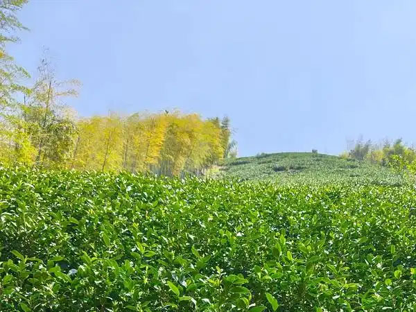 茶曾是能当钱用的“硬通货”